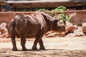 Black rhinoceros, Diceros bicornis, at Honolulu Zoo, Oahu, Hawaii