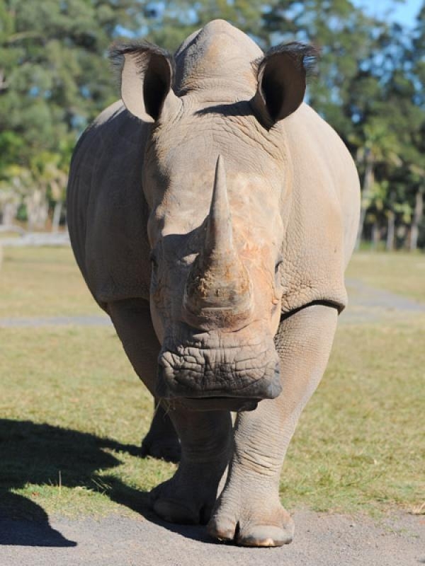Inyeti #1505 - Rhinos of the World
